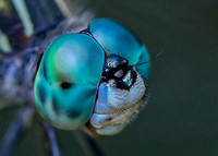 Dragonfly Blues