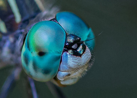 Dragonfly Blues