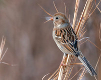 Field Sparrow in winter grass