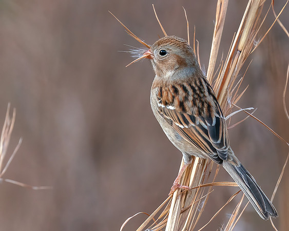 Field Sparrow in winter grass