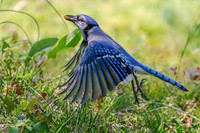 Blue Jay 1, Ladybug 0