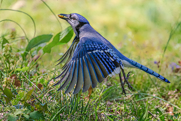 Blue Jay 1, Ladybug 0