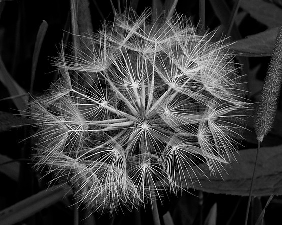Salsify