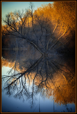 Tree of Life