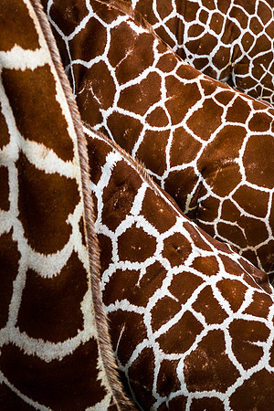 Giraffe_ateria