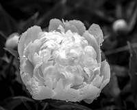 Dew Kissed Peony