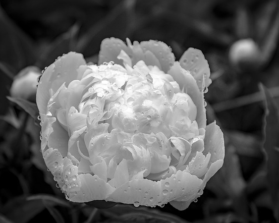 Dew Kissed Peony