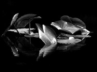 Lily Pad Reflections