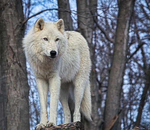 Sentry