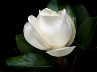 Magnolia Blossom