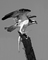 Conqueror
