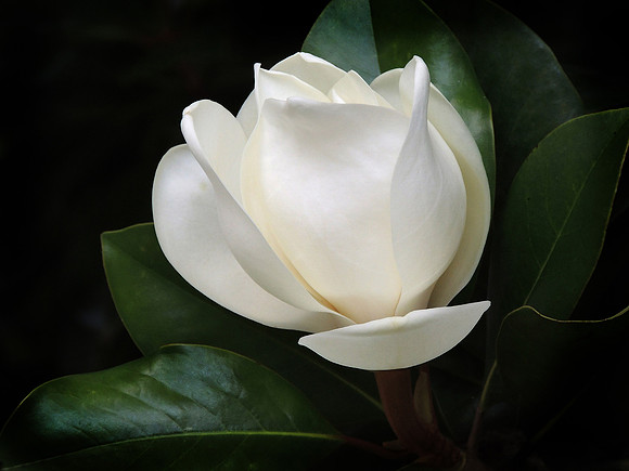 Magnolia Blossom