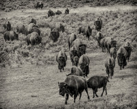 Herd's On The Move
