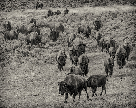 Herd's On The Move