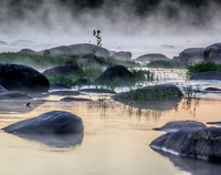 Foggy Summer Morning