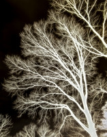 Lungs of the World