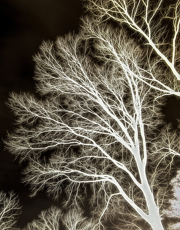 Lungs of the World