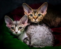Albert & Victoria