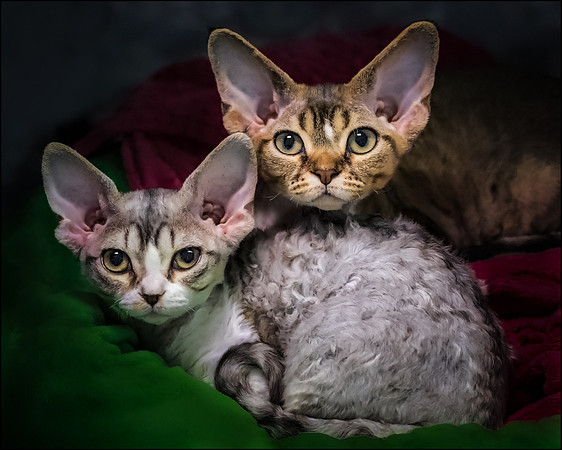 Albert & Victoria