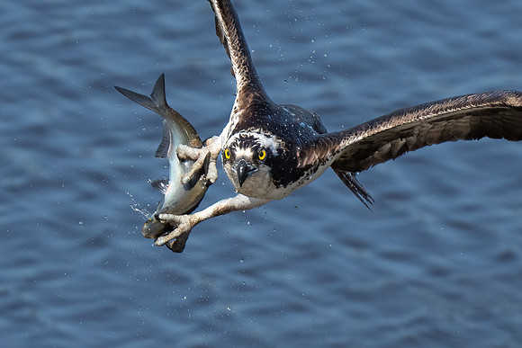 Fresh Fish For Me - HM