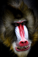 Angry Mandrill - HM