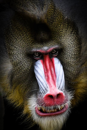 Angry Mandrill - HM