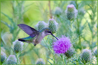 Hummer's Thistle Candy - 3rd