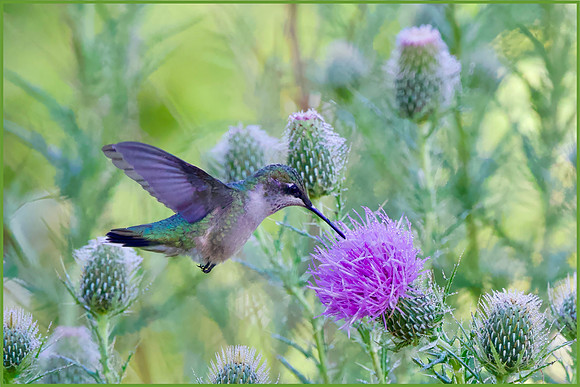 Hummer's Thistle Candy - 3rd