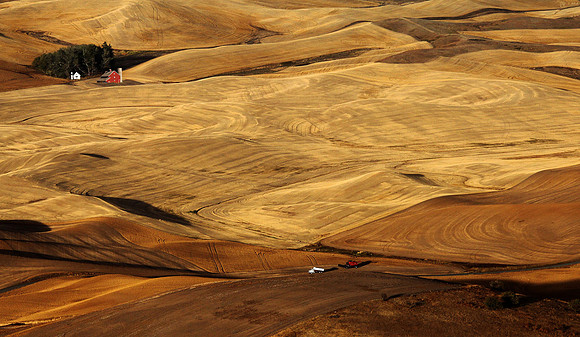 Palouse Wheat Field - 2nd