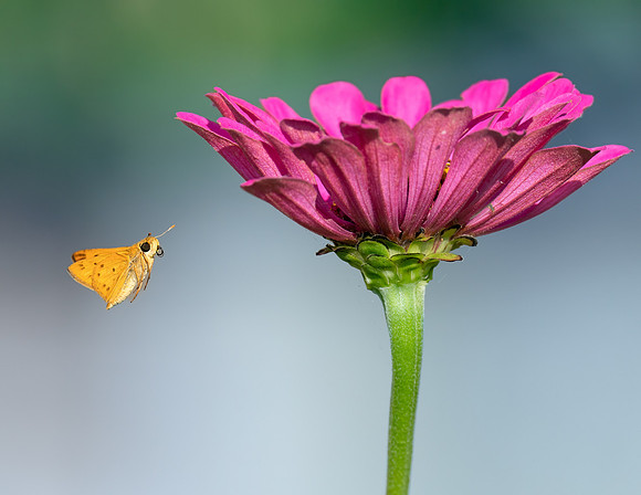Attracted Pollinator - 3rd
