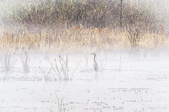 The Foggy Swamp - HM
