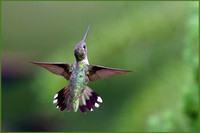 Hummer Hover - HM