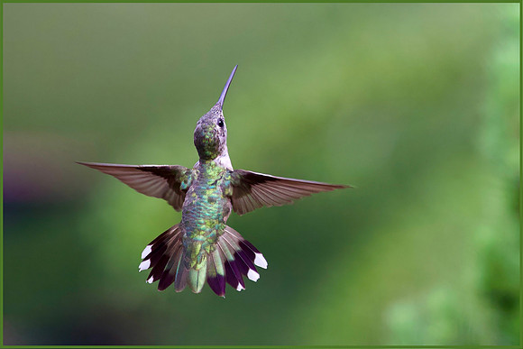 Hummer Hover - HM