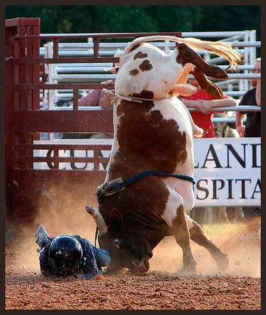 Bull Falling - HM