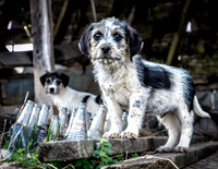 Guardian of the Pop Bottles - HM