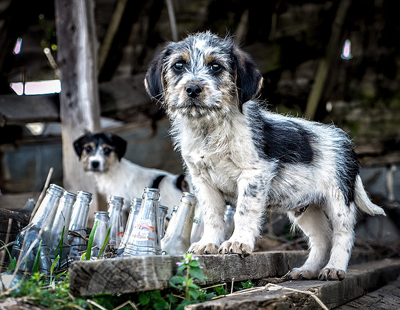 Guardian of the Pop Bottles - HM