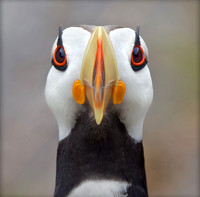 Oh Those Eye Lashes