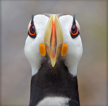 Oh Those Eye Lashes