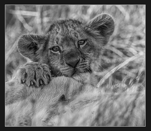 Mama's Girl - 1st