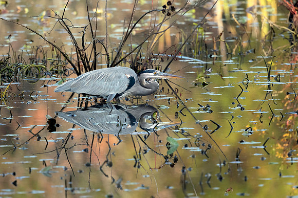 Reflected Blue Heron - 2nd