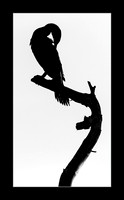 Graceful Curves - 2nd