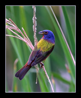 Rainbow Bird