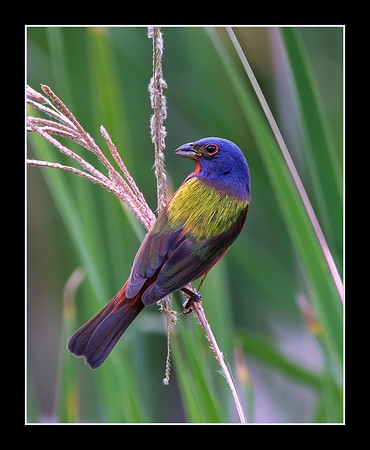 Rainbow Bird
