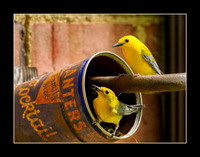 Family Size Nest