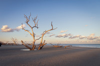 Maritime Forest Boneyard