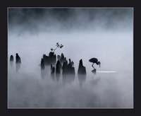 Misty Morning Fishing