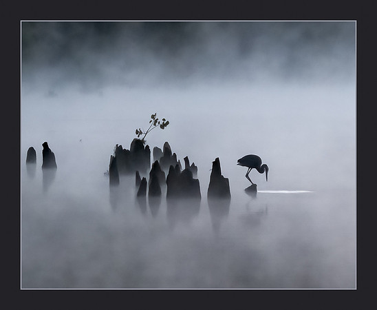 Misty Morning Fishing