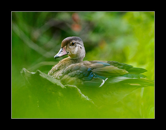 Wood Duck Through the Leaves