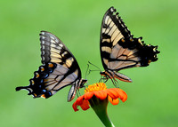 Butterfly High Five