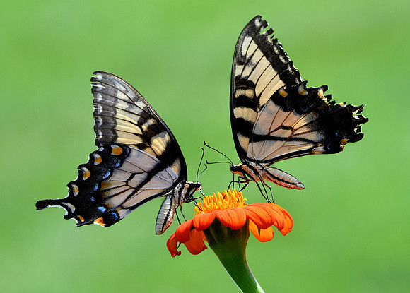 Butterfly High Five